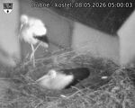 Capi_Dubne_20260508_050003.jpg