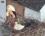 Capi_Dubne_20260508_052002.jpg