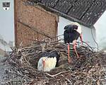 Capi_Dubne_20260508_052503.jpg