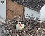 Capi_Dubne_20260508_053002.jpg