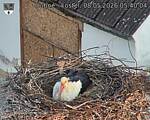 Capi_Dubne_20260508_054004.jpg