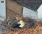 Capi_Dubne_20260508_054502.jpg