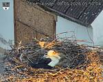 Capi_Dubne_20260508_055004.jpg