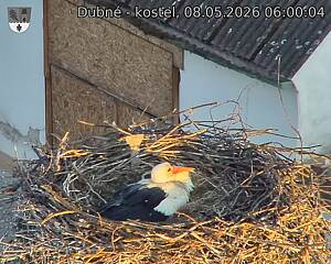 Capi_Dubne_20260508_060004.jpg (1350&nbsp;x&nbsp;1080)