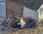 Capi_Dubne_20260508_061503.jpg
