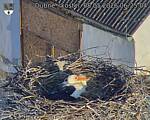 Capi_Dubne_20260508_062504.jpg