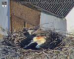 Capi_Dubne_20260508_064004.jpg