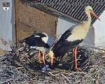 Capi_Dubne_20260508_065004.jpg