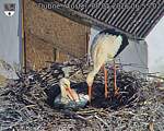 Capi_Dubne_20260508_065502.jpg
