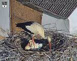 Capi_Dubne_20260508_071503.jpg
