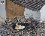 Capi_Dubne_20260508_072003.jpg