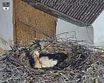 Capi_Dubne_20260508_072503.jpg