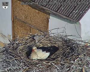 Capi_Dubne_20260508_074004.jpg (1350&nbsp;x&nbsp;1080)