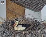 Capi_Dubne_20260508_074502.jpg