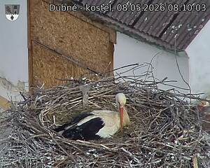 Capi_Dubne_20260508_081003.jpg (1350&nbsp;x&nbsp;1080)