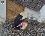 Capi_Dubne_20260508_081502.jpg