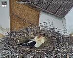Capi_Dubne_20260508_082004.jpg