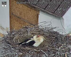 Capi_Dubne_20260508_082004.jpg (1350&nbsp;x&nbsp;1080)