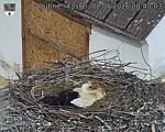 Capi_Dubne_20260508_084003.jpg