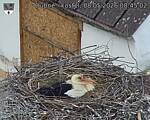 Capi_Dubne_20260508_084502.jpg