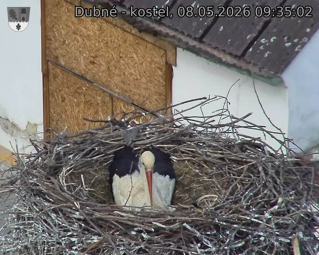 Capi_Dubne_20260508_093502.jpg (1350&nbsp;x&nbsp;1080)