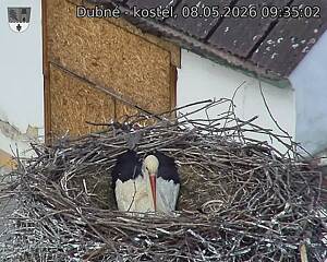 Capi_Dubne_20260508_093502.jpg (1350&nbsp;x&nbsp;1080)