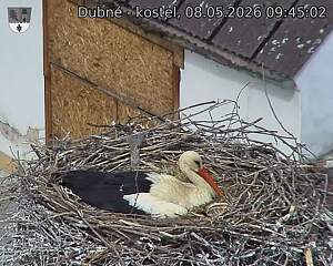 Capi_Dubne_20260508_094502.jpg (1350&nbsp;x&nbsp;1080)