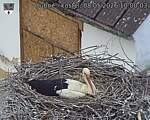 Capi_Dubne_20260508_100003.jpg