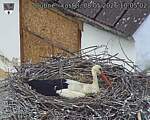 Capi_Dubne_20260508_100502.jpg