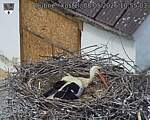 Capi_Dubne_20260508_105503.jpg