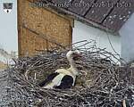 Capi_Dubne_20260508_111503.jpg