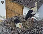 Capi_Dubne_20260508_112002.jpg