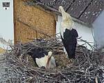 Capi_Dubne_20260508_113002.jpg