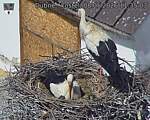 Capi_Dubne_20260508_113503.jpg