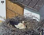 Capi_Dubne_20260508_114503.jpg