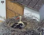 Capi_Dubne_20260508_120003.jpg
