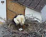 Capi_Dubne_20260508_123003.jpg