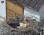 Capi_Dubne_20260508_130504.jpg