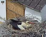 Capi_Dubne_20260508_131002.jpg