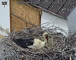 Capi_Dubne_20260508_131502.jpg