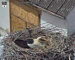 Capi_Dubne_20260508_135503.jpg