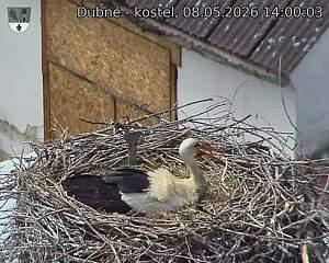 Capi_Dubne_20260508_140003.jpg (1350&nbsp;x&nbsp;1080)