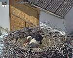 Capi_Dubne_20260508_143002.jpg