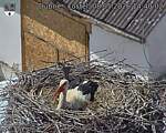 Capi_Dubne_20260508_144002.jpg