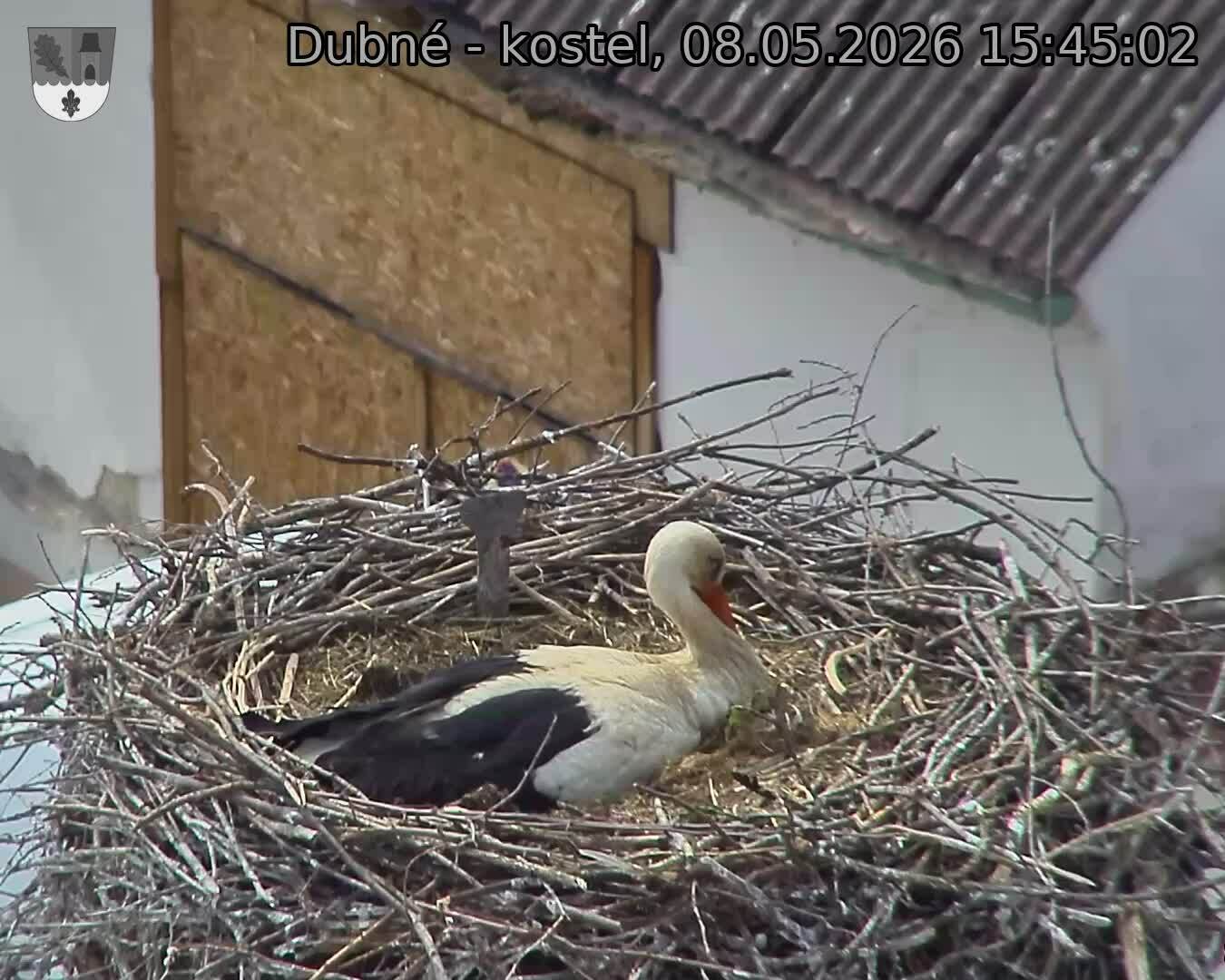 Capi_Dubne_20260508_154502.jpg (1350&nbsp;x&nbsp;1080)