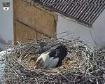 Capi_Dubne_20260508_161003.jpg