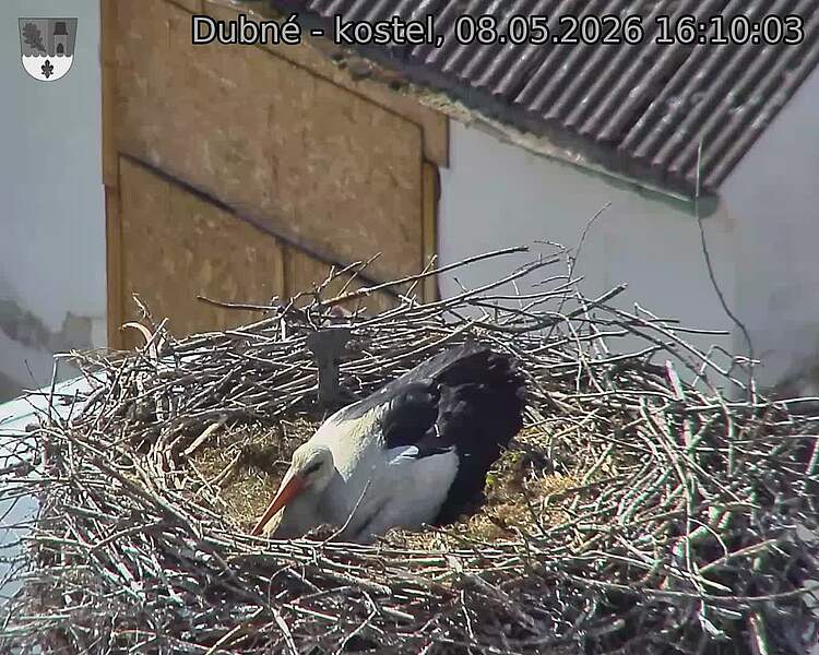Capi_Dubne_20260508_161003.jpg (1350&nbsp;x&nbsp;1080)