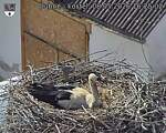 Capi_Dubne_20260508_162502.jpg
