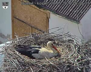Capi_Dubne_20260508_163003.jpg (1350&nbsp;x&nbsp;1080)
