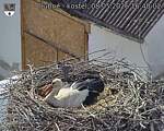 Capi_Dubne_20260508_164002.jpg